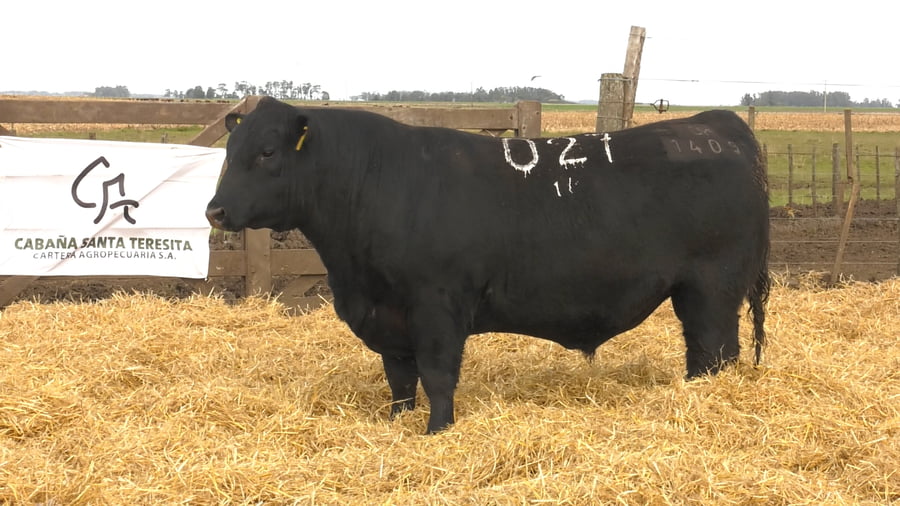 Lote Toros PC Negros