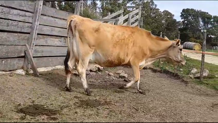 Lote VACAS HOLANDO PREÑADAS