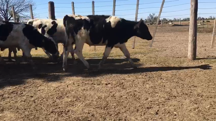 Lote 11 Novillos Holando Argentino y cruzas en Sunchales, Santa Fe