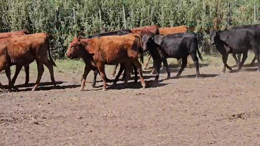Lote 90 Terneros/as en Buenos Aires, Bolívar