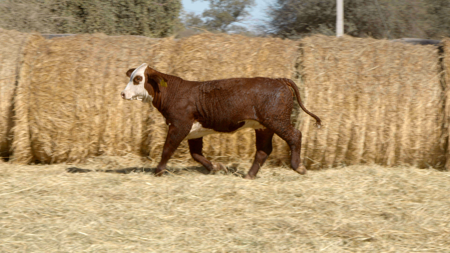 Lote HEMBRAS Remate Nucleo Genbra