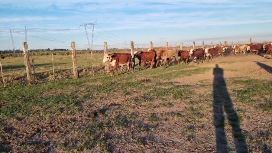 Lote 84 Novillitos