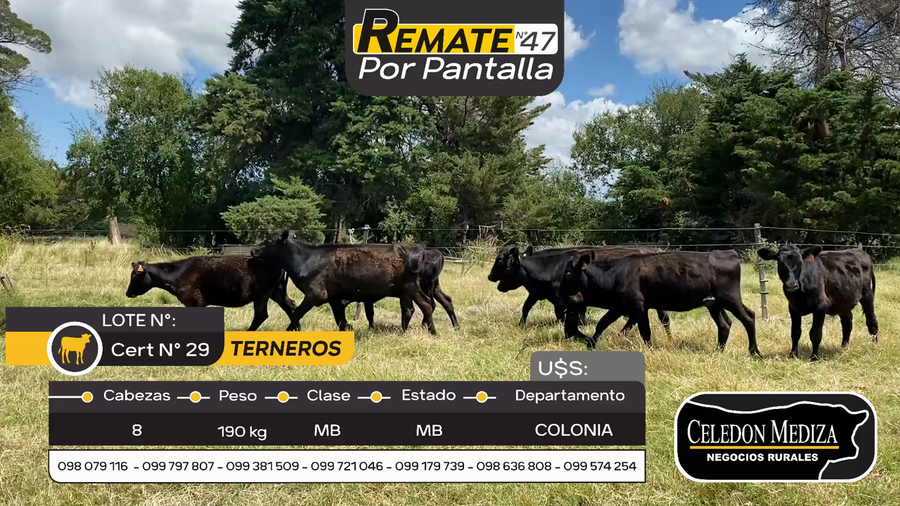 Lote 8 Terneros y Terneras en Estanzuela, Colonia