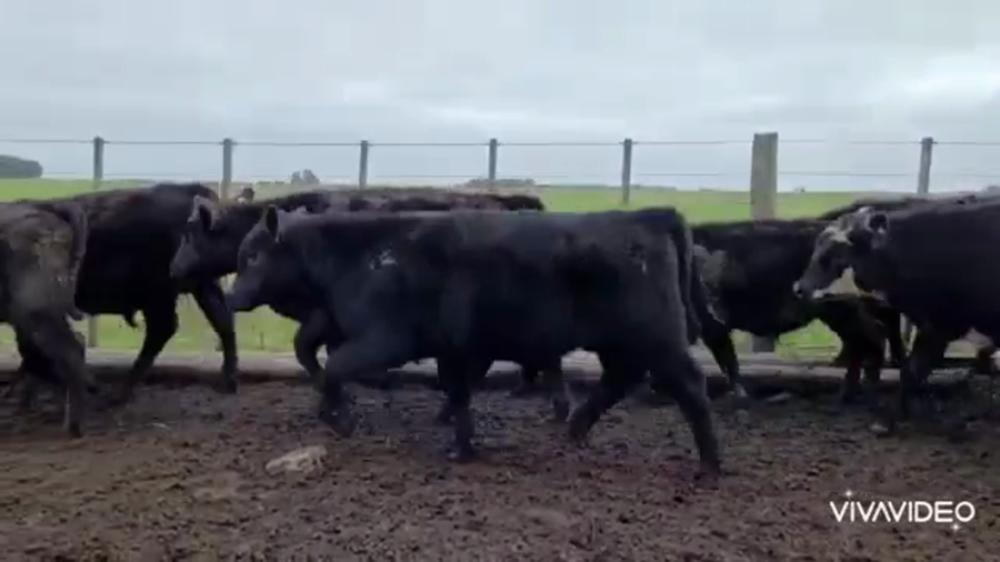 Lote 65 Terneros en Coronel Pringles, Buenos Aires