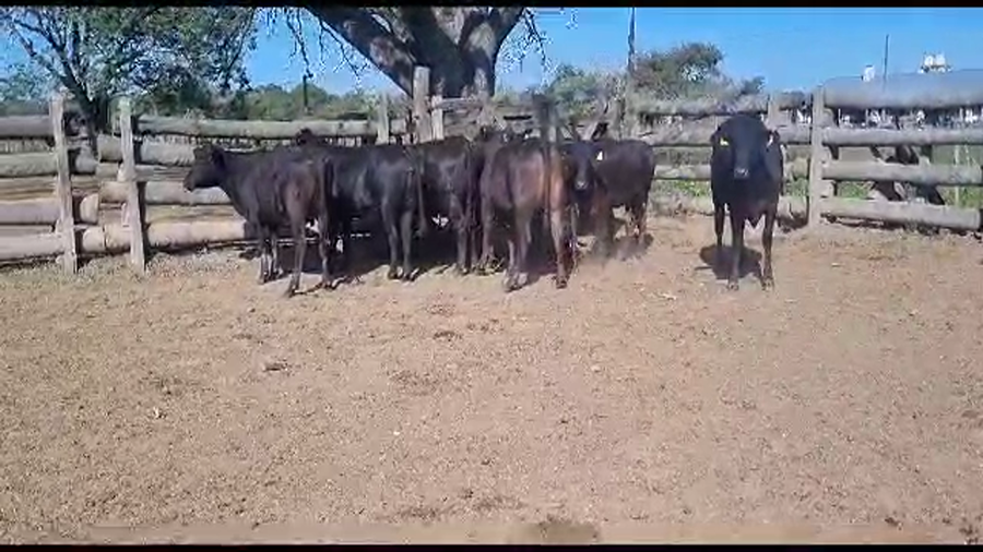 Lote VAQUILLONAS PREÑADAS