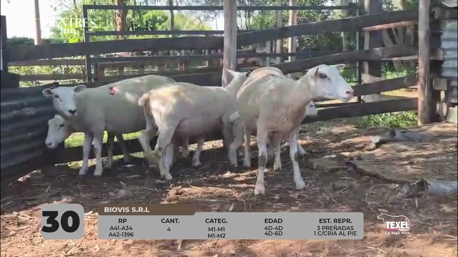 Lote LOTE 30