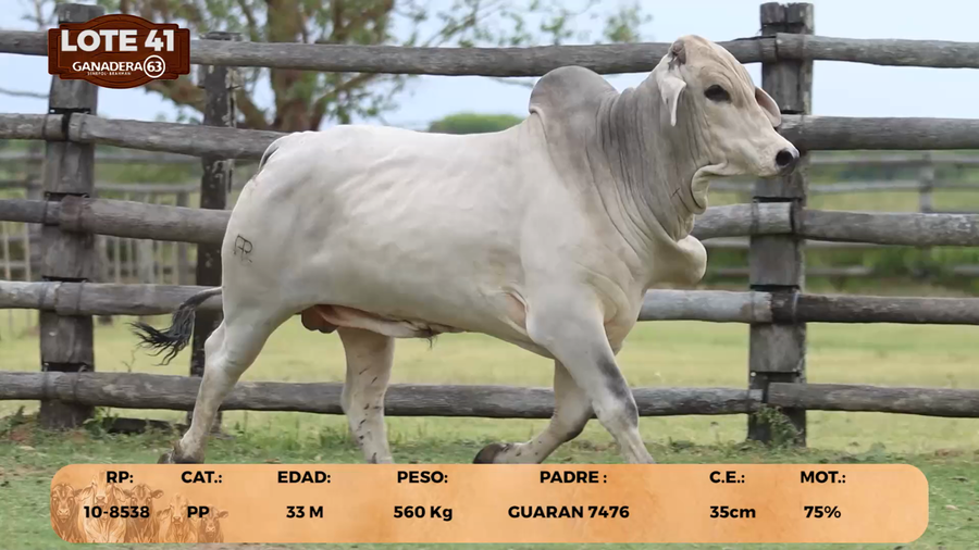 Lote LOTE 41