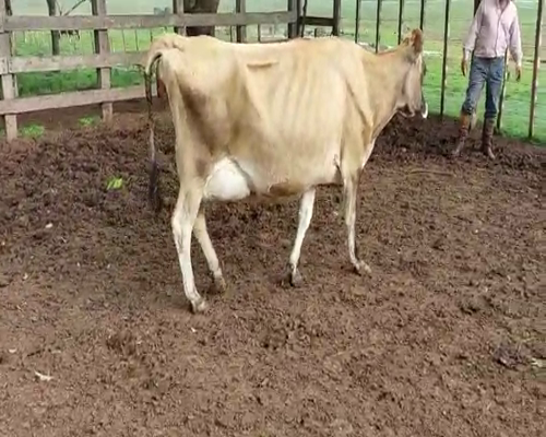 Lote Vaca JERSEY a remate en Remate Elite por Pantalla de Ganado Lechero 400kg - , San José