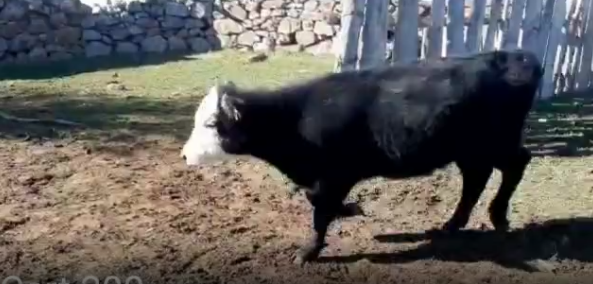 Lote 80 Terneras en Cerro Largo