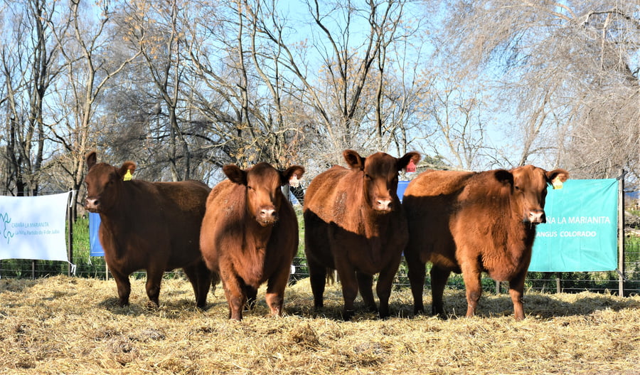 Lote "Cabaña ""La Marianita"" Vaquillonas PC"
