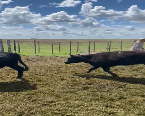 Lote 60 Terneros/as en Daireaux, Buenos Aires