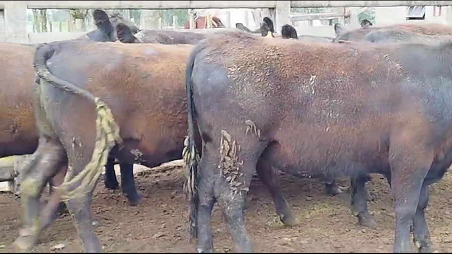 Lote Sierra de los Olivos