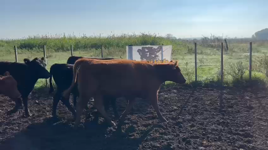 Lote 30 Vaquillonas C/ gtia de preñez