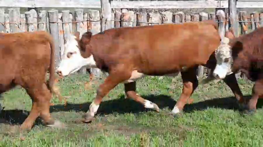 Lote 27 Terneros en Corrientes, Curuzú-Cuatiá