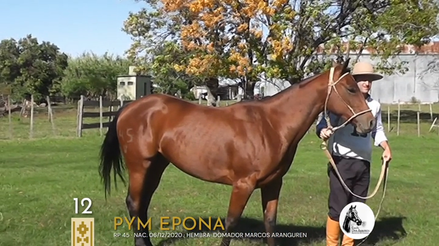 Lote PYM Epona