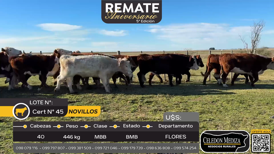 Lote 40 Novillos en Paraje Sarandí, Flores