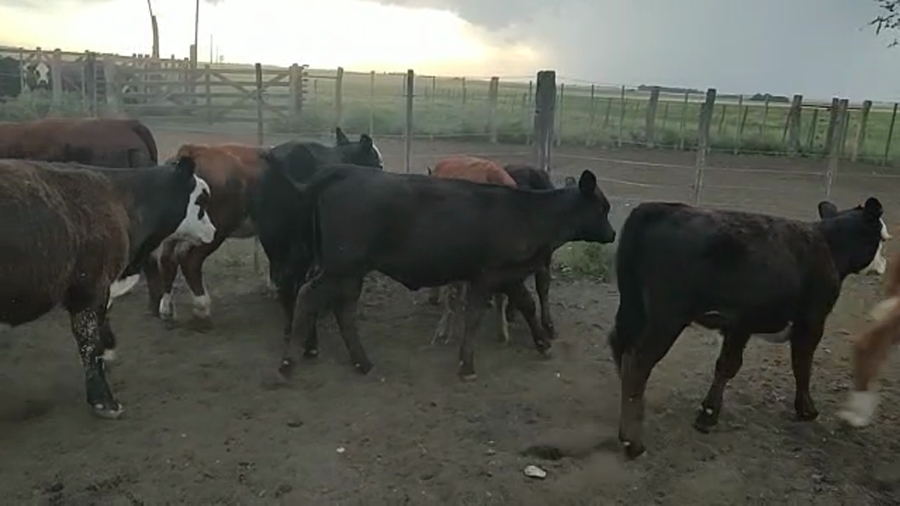 Lote 99 TERNEROS EN ESPARTILLAR