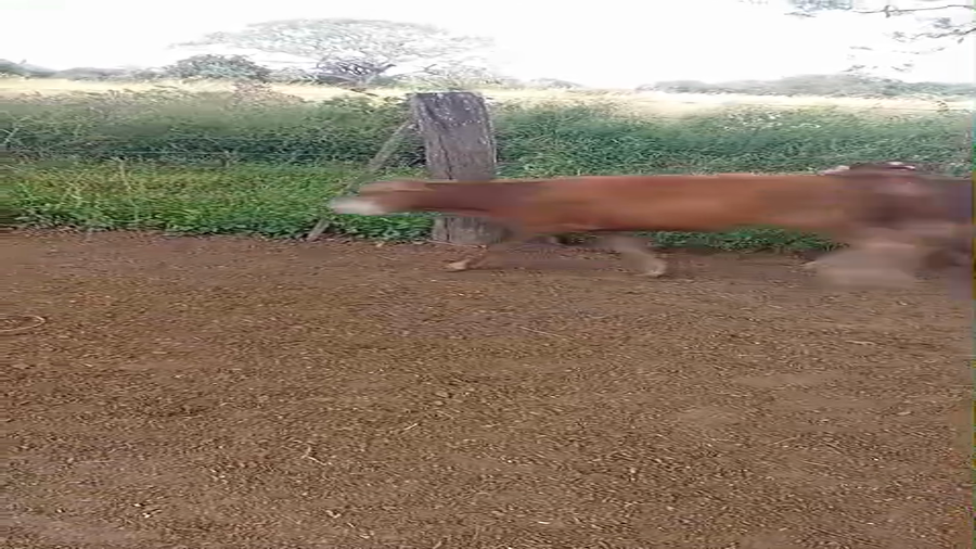 Lote 78 Terneros/as en Chaco, Laguna Blanca