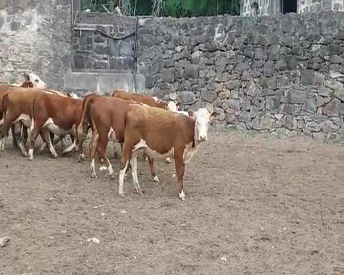 Lote (Vendido)41 Terneras HE 240kg -  en LA HORQUETA