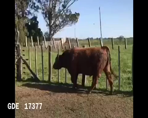 Lote 1 Toros en Punta Indio, Buenos Aires