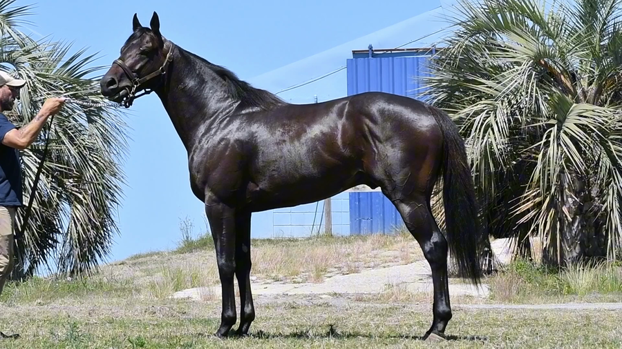 Lote LOTE 3 - NORBTENÑO