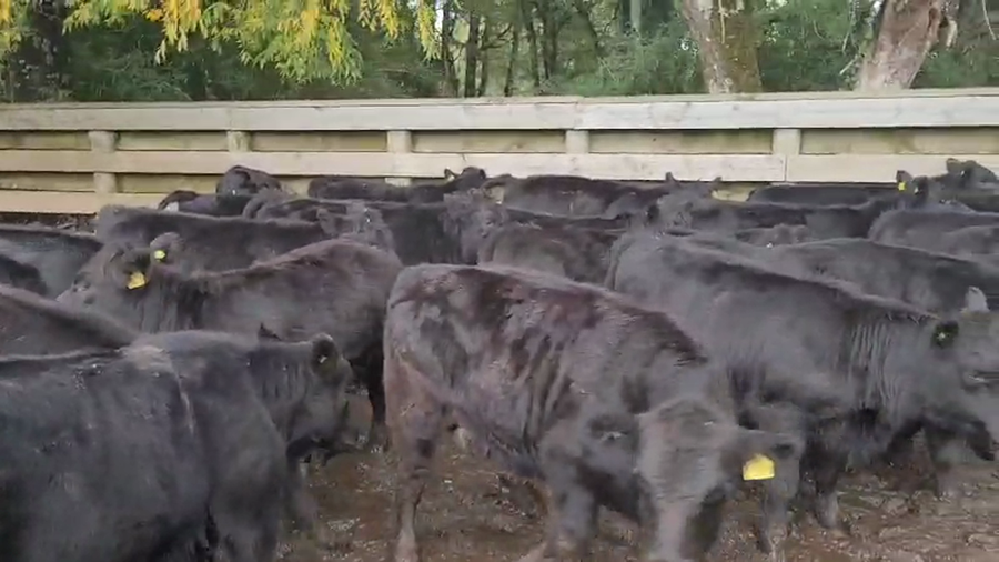 Lote 27 Ternera en Melipeuco, IX Región Araucanía