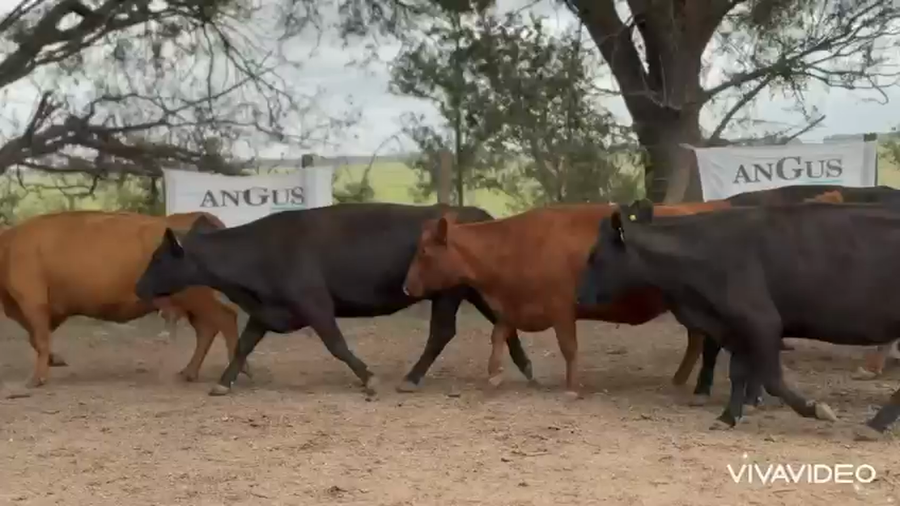 Lote 30 Vacas AL CORTE USADAS