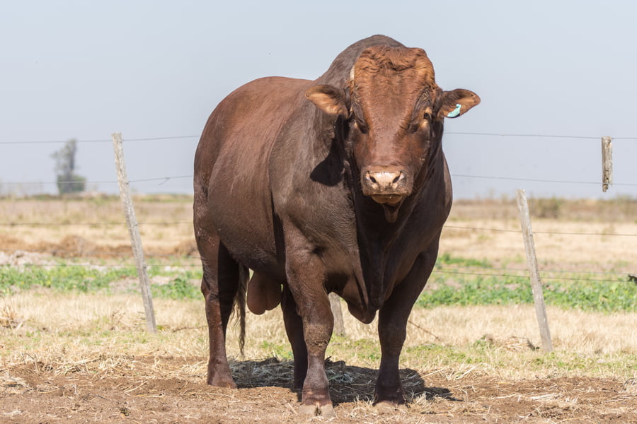 Lote Toro Cabaña Los Vicente (RP408)