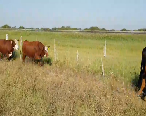 Lote 50 Vacas en Empedrado, Corrientes