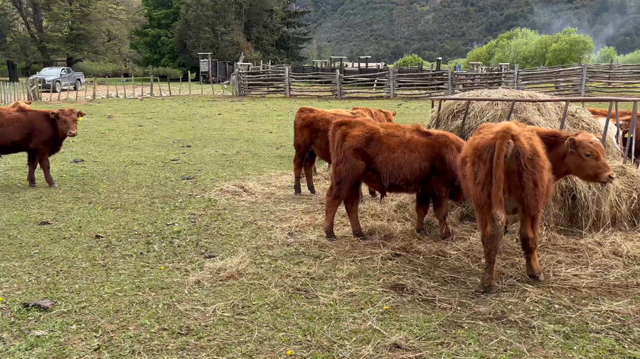 Lote 18 Ternero en Coyhaique, XI Región Aysén