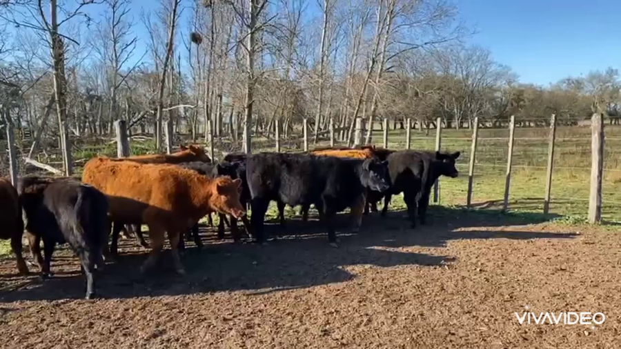 Lote 21 Terneros en Brandsen, Buenos Aires