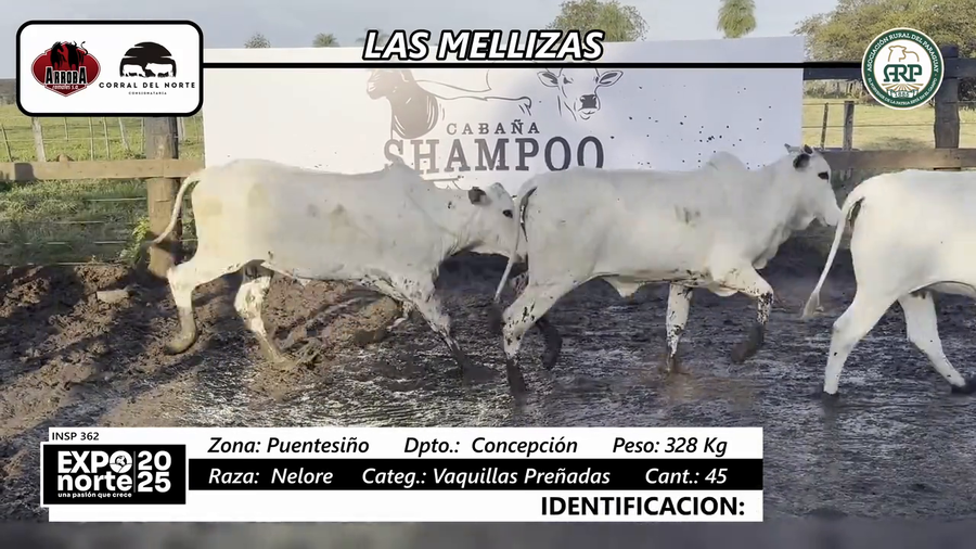 Lote Vaquillas preñadas