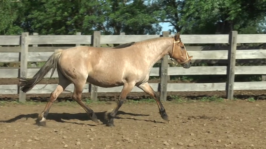 Lote MACEDO BAGACERA OPORTO