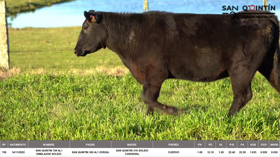 Lote VIENTRES PREÑADOS ABERDEEN ANGUS PI