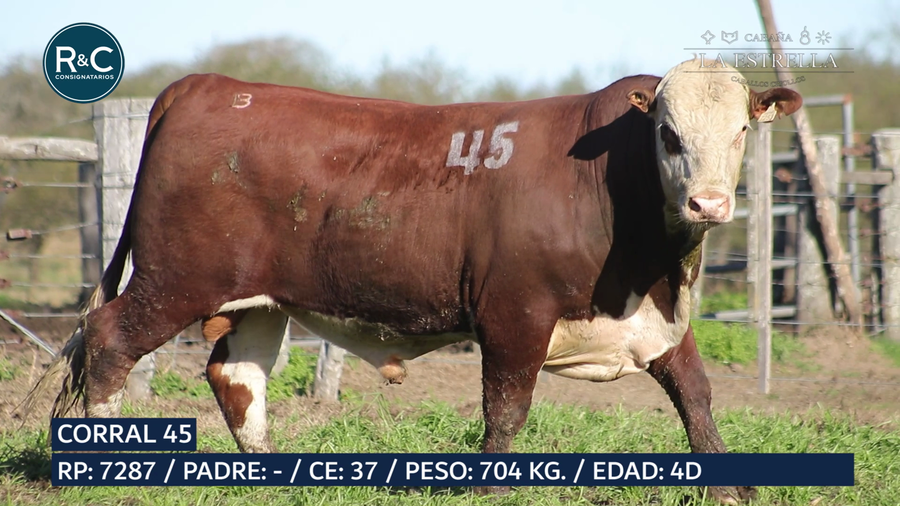 Lote Toro Braford