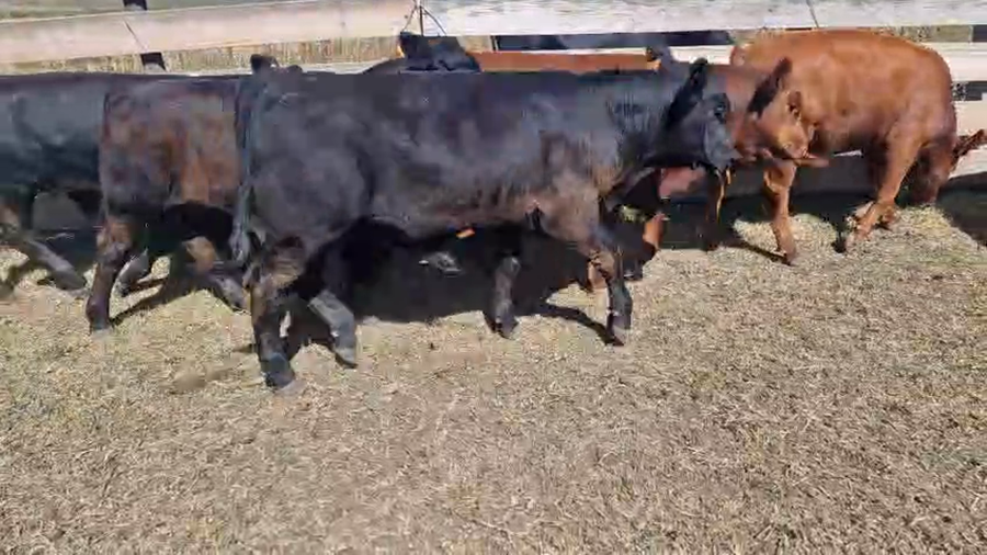 Lote 11 Terneros a remate en Pantalla Camy, San José