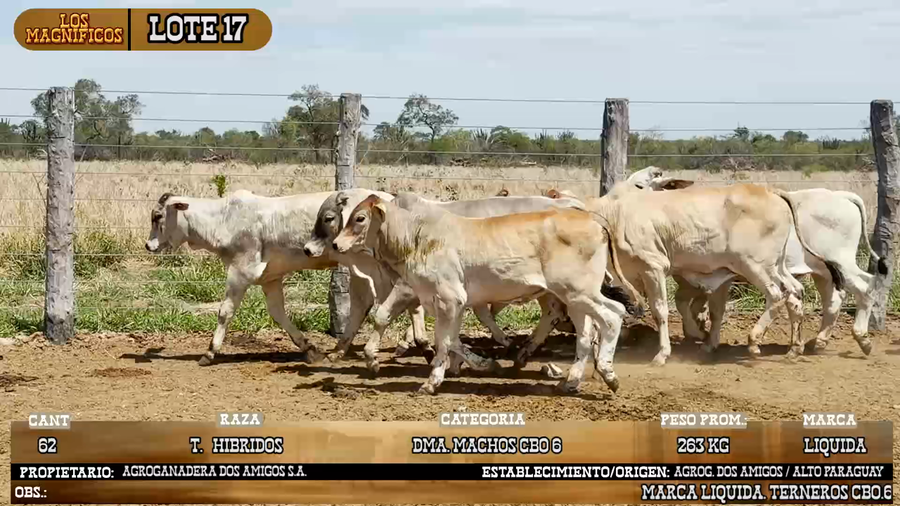 Lote LOTE 17