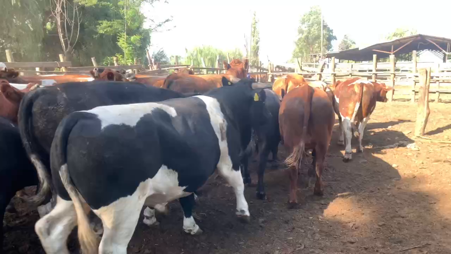 Lote 45 Novillo Gordo en Linares, VII  Región Maule