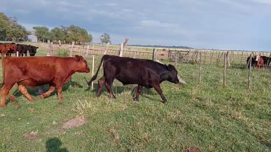 Lote 14 Terneros en Buenos Aires, Carlos Tejedor