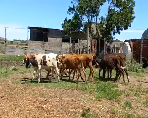Lote Terneros