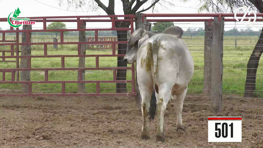 Lote Brahman