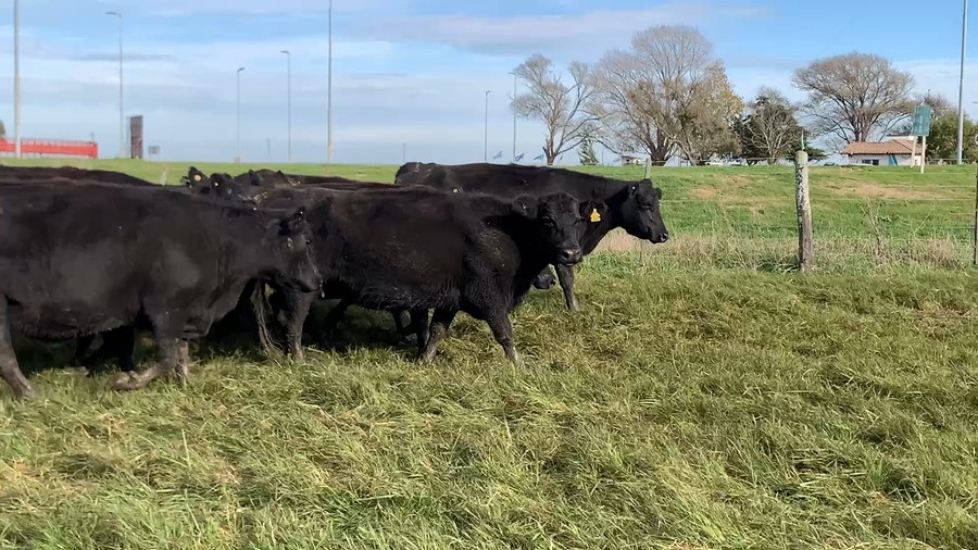 Lote 68 Vacas medio uso C/ gtia de preñez en Dolores, Buenos Aires