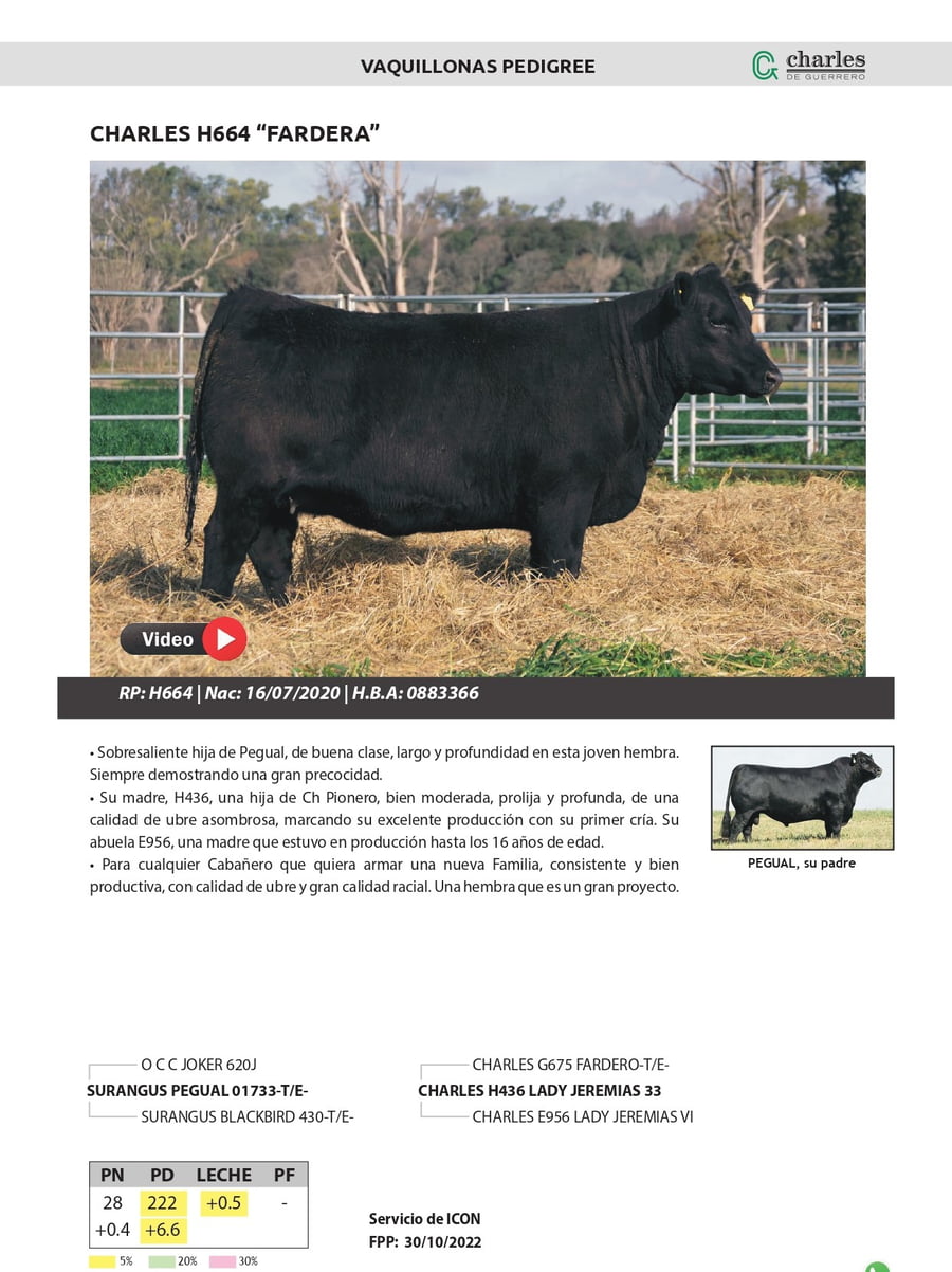 Lote VAQUILLONAS PEDIGREE