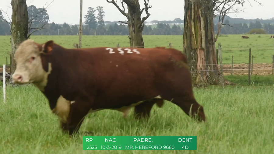 Lote Toros POLLED HEREFORD a remate en 4º  Remate  Anual Cabaña El Treból en Liga de Trabajo de Guichón