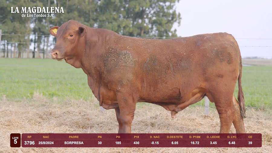 Lote Lote 5 - Brangus