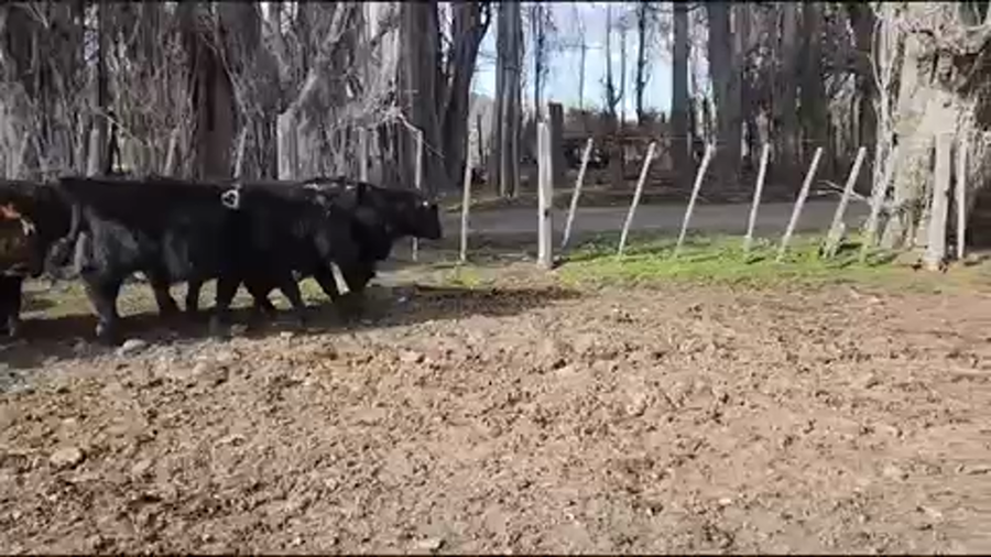 Lote 34 Ternero en XI Región Aysén, Río Ibáñez