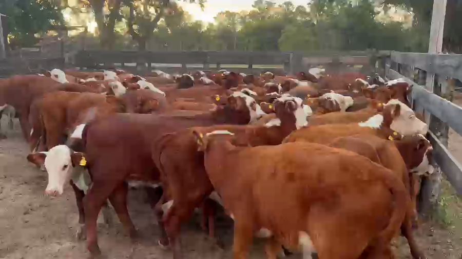 Lote 80 Terneras