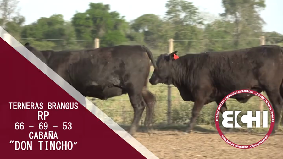Lote TORO BRANGUS CABAÑA DON TINCHO