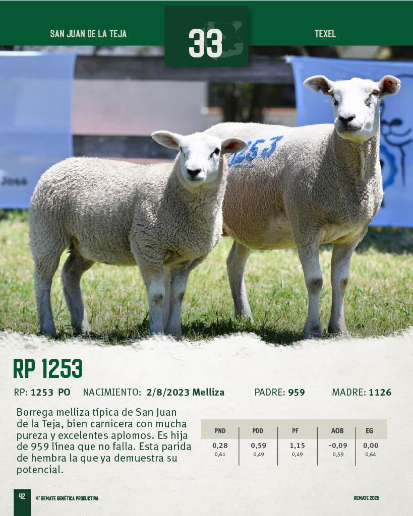 Lote Borregas a remate en 4º Genetica Productiva, San José