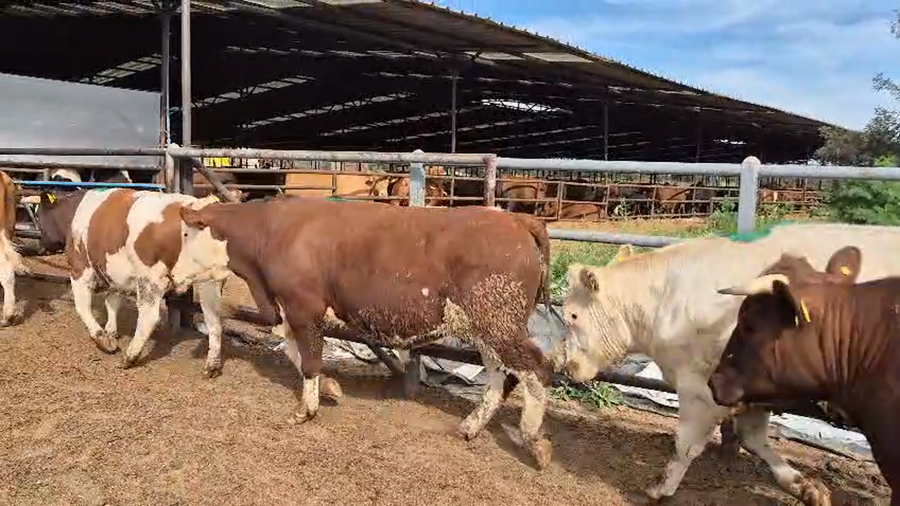 Lote 20 Novillo Gordo en Linares, VII  Región Maule